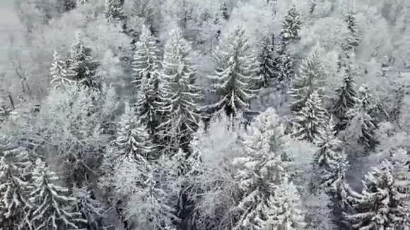 冬季雪林航拍视频的预览图
