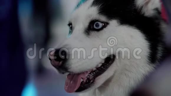 西伯利亚犬视频的预览图
