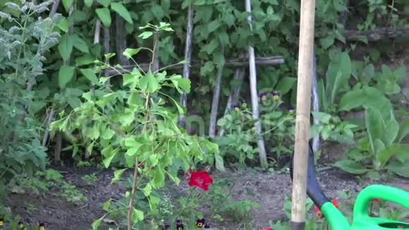 花园中的小树树苗铁锹工具和浇水罐放大4K视频的预览图