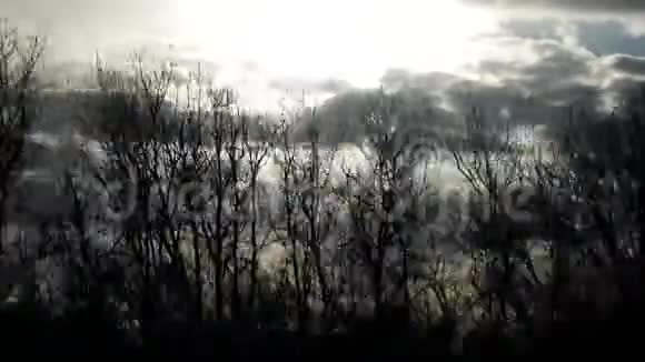 加速拍摄闪烁的树木视频的预览图