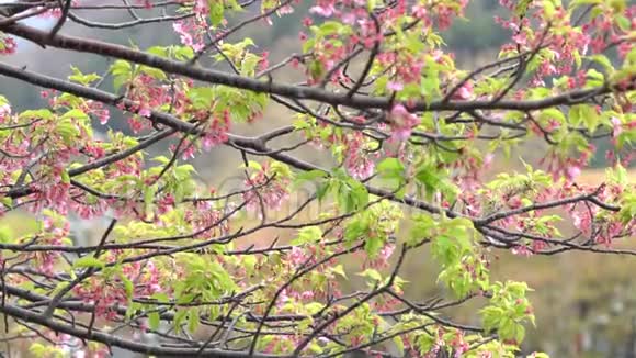 粉红樱花日本开花樱花上樱花树樱花花是日本的代表视频的预览图