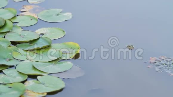 池塘里的绿蛙头视频的预览图