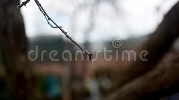 嫩桦树的枝芽大自然春晚的风景视频的预览图