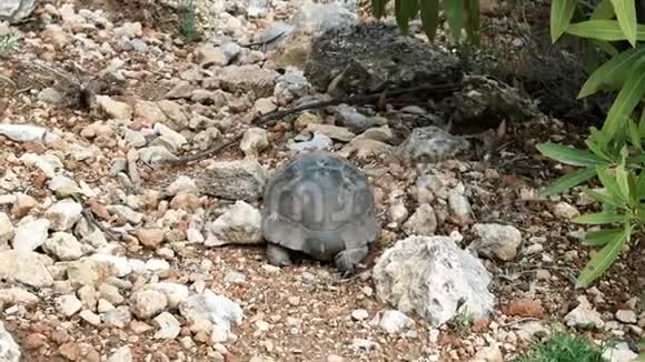 地中海陆地海龟在岩石坡上爬行视频的预览图