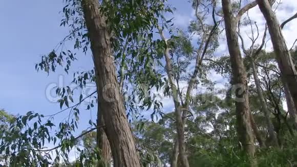 树和草的树皮与天空视频的预览图