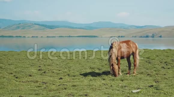 棕色的马背景有美丽的风景视频的预览图