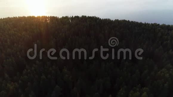 早晨的绿色森林在朝阳的照耀下视频的预览图