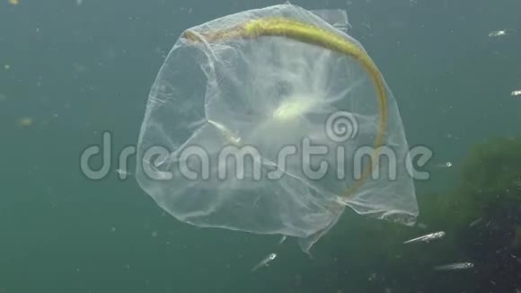 大鼻管鱼斑疹伤寒垃圾在水中聚乙烯袋杀死海洋动物视频的预览图