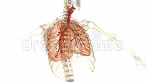 人的肺气管和骨骼视频的预览图