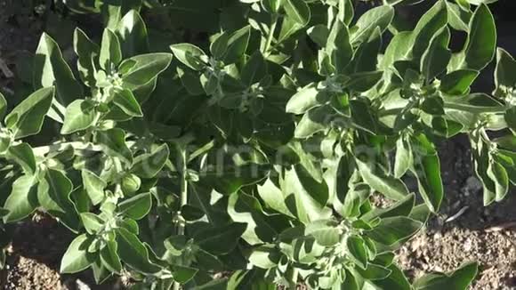 白桦植物绿色叶片印度人参植物绿色叶片的特写药用视频的预览图