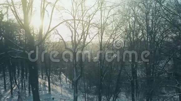 在烈日下的雪地公园无叶树的空中景色视频的预览图
