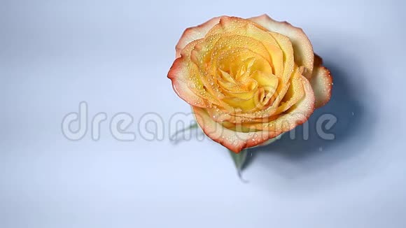 玫瑰花粉白色背景无人高清镜头视频的预览图