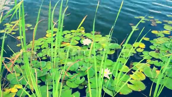在池塘里生长的百合和芦苇视频的预览图