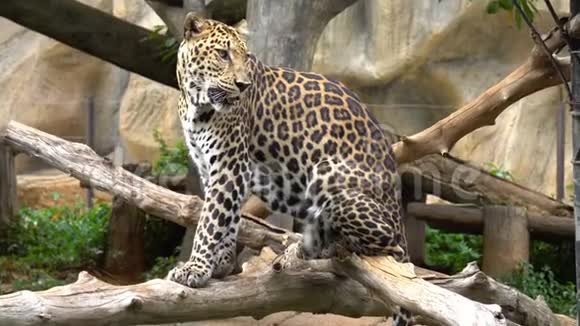 豹坐在动物园的丛林里一种动物视频的预览图