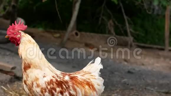 公鸡和鸡在俄罗斯村庄的后院散步视频的预览图