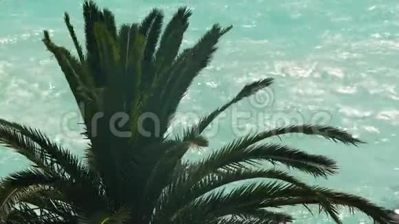 棕榈树的叶子随风摇曳背景是绿松石的海洋视频的预览图