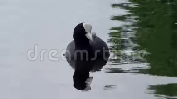 鸭浮在水面上视频的预览图