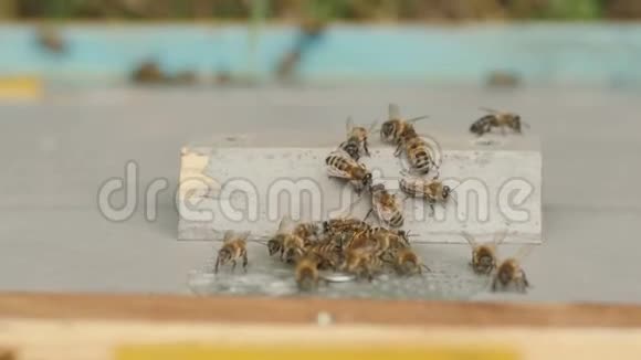 蜜蜂成群结队地飞到花园里的蜂巢里对大自然养蜂业昆虫的野生生活大自然中的美的概念食物的意义视频的预览图