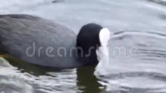 鸭浮在水面上视频的预览图