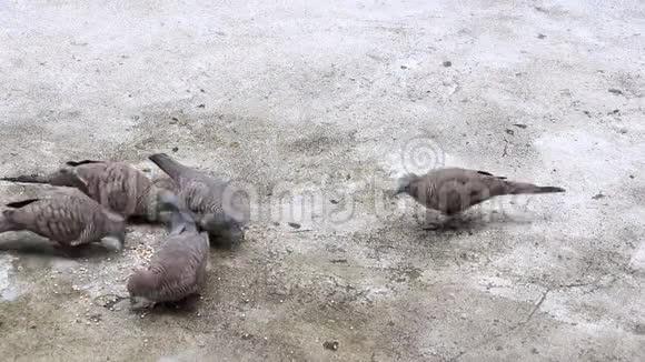 斑马湾在水泥地板上喂种子视频的预览图