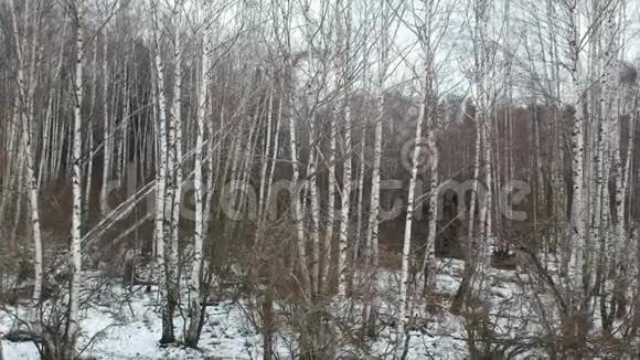 冬天的白色桦树视频的预览图
