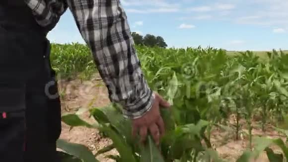 农艺师行走触摸玉米叶片视频的预览图