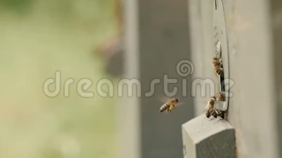 蜜蜂成群结队地飞到花园里的蜂巢里对大自然养蜂业昆虫的野生生活大自然中的美的概念食物的意义视频的预览图