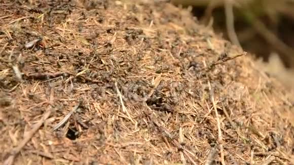 茴香和蚂蚁和虫子打架视频的预览图