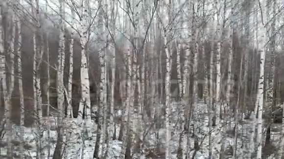 冬天的白桦视频的预览图