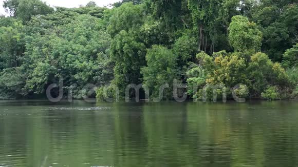 河流缓缓流过泰国热带地区的森林景观允许大绿树生长视频的预览图