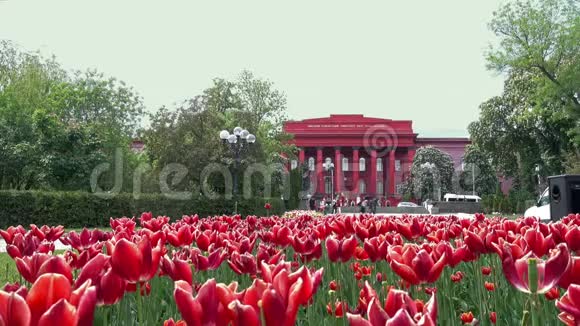 春天基辅的红色郁金香在舍甫琴科公园视频的预览图