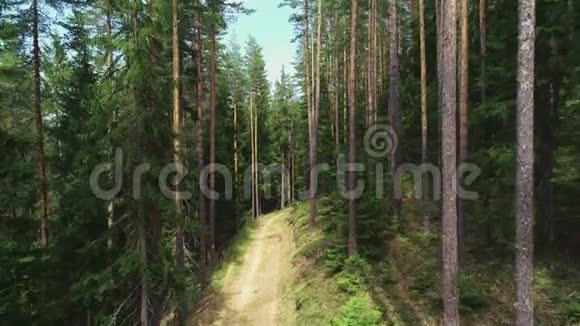 森林景观在树之间空中录像视频的预览图
