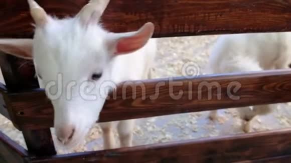 可爱的一对小白山羊两只白色的小山羊站在木制的避难所里看着摄像机当地农场视频的预览图