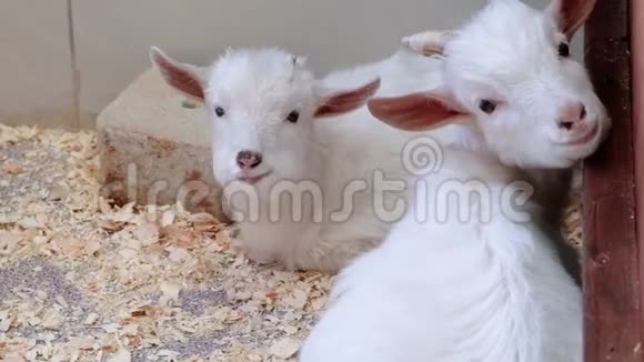 可爱的一对小白山羊两只白色的小山羊站在木制的避难所里看着摄像机当地农场视频的预览图