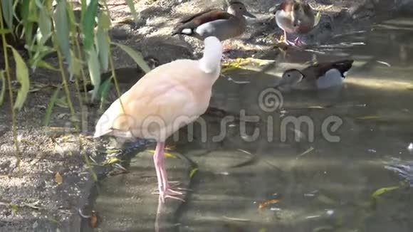美丽的伊比斯和水中的鸭子水禽视频的预览图