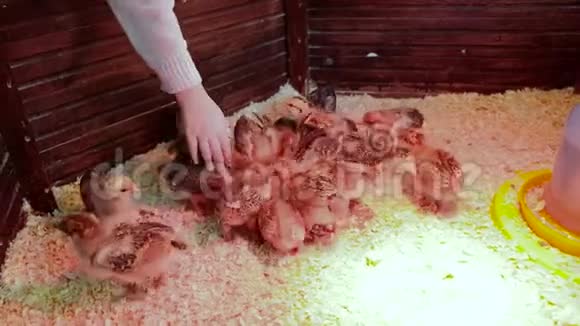 农业家禽养殖场的婴儿鸡联系动物园视频的预览图