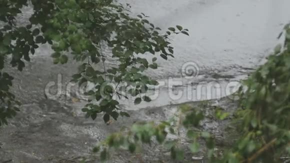 前景是一棵有绿叶的树的树枝街上背景下下着大雨视频的预览图