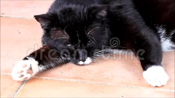 公猫躺着休息视频的预览图