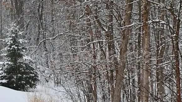 林中常绿云杉雪落缓动场视频的预览图