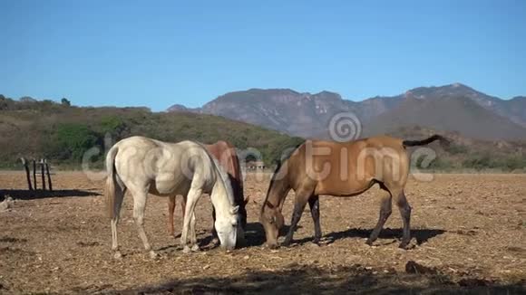 马在神奇的马斯科塔哈利斯科镇的田野里放牧视频的预览图