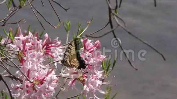 乔治亚岛福特公园东虎燕尾蝶对杜鹃花视频的预览图
