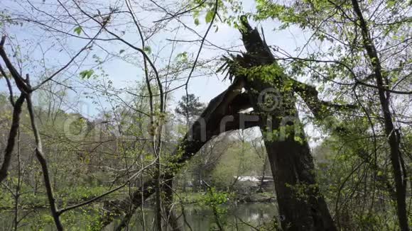 佐治亚州福特岛公园查塔霍切河畔的一棵破树视频的预览图