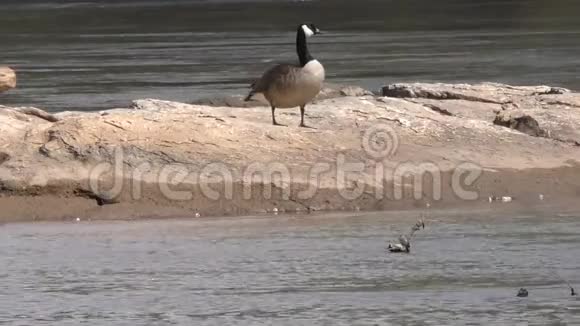 佐治亚州福特岛公园一只加拿大鹅的大石头在河中央视频的预览图