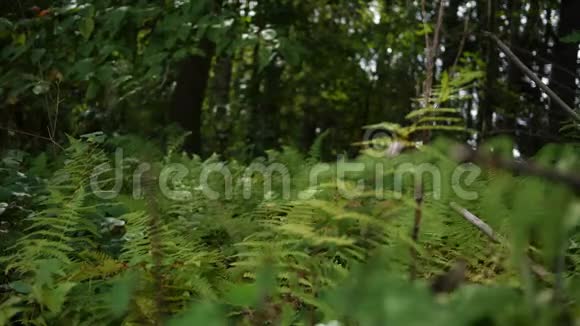一片生机勃勃的绿色蕨类植物白天生长在宾夕法尼亚森林视频的预览图