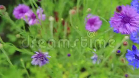 夏天花园里的蓝色矢车菊和紫色视频的预览图