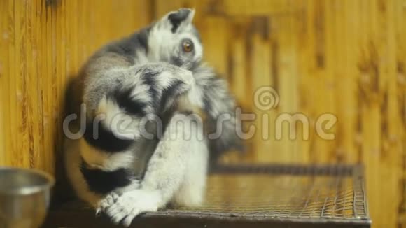 猫狐猴坐在笼子里视频的预览图