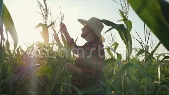 一个女农民手里拿着一块石碑在玉米地里农夫检查玉米并记录结果视频的预览图