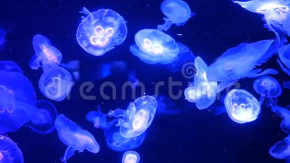 大型水族馆不均匀的多色照明其中游泳不同的异国情调水母水下视频的预览图