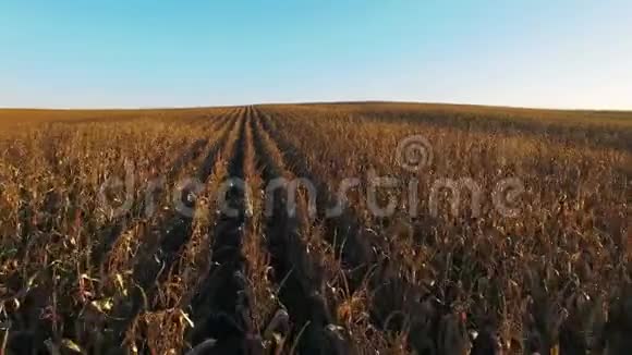 4K编辑视图在金色夕阳下的玉米地上空飞行和起飞空中全景视频的预览图
