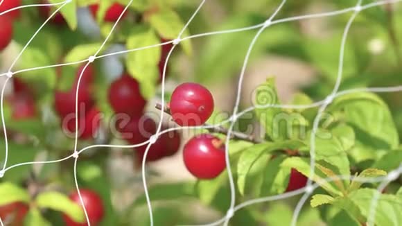 在鸟网后面合上日本灌木樱桃果实美丽的红色果实随风摇摆4k镜头慢动作视频的预览图